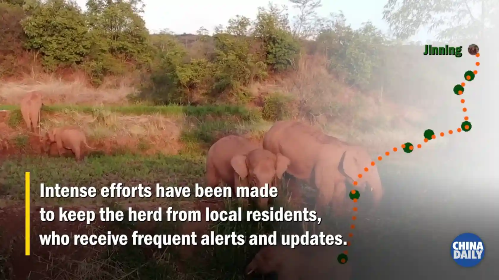 Wild Asian Elephants in Yunnan