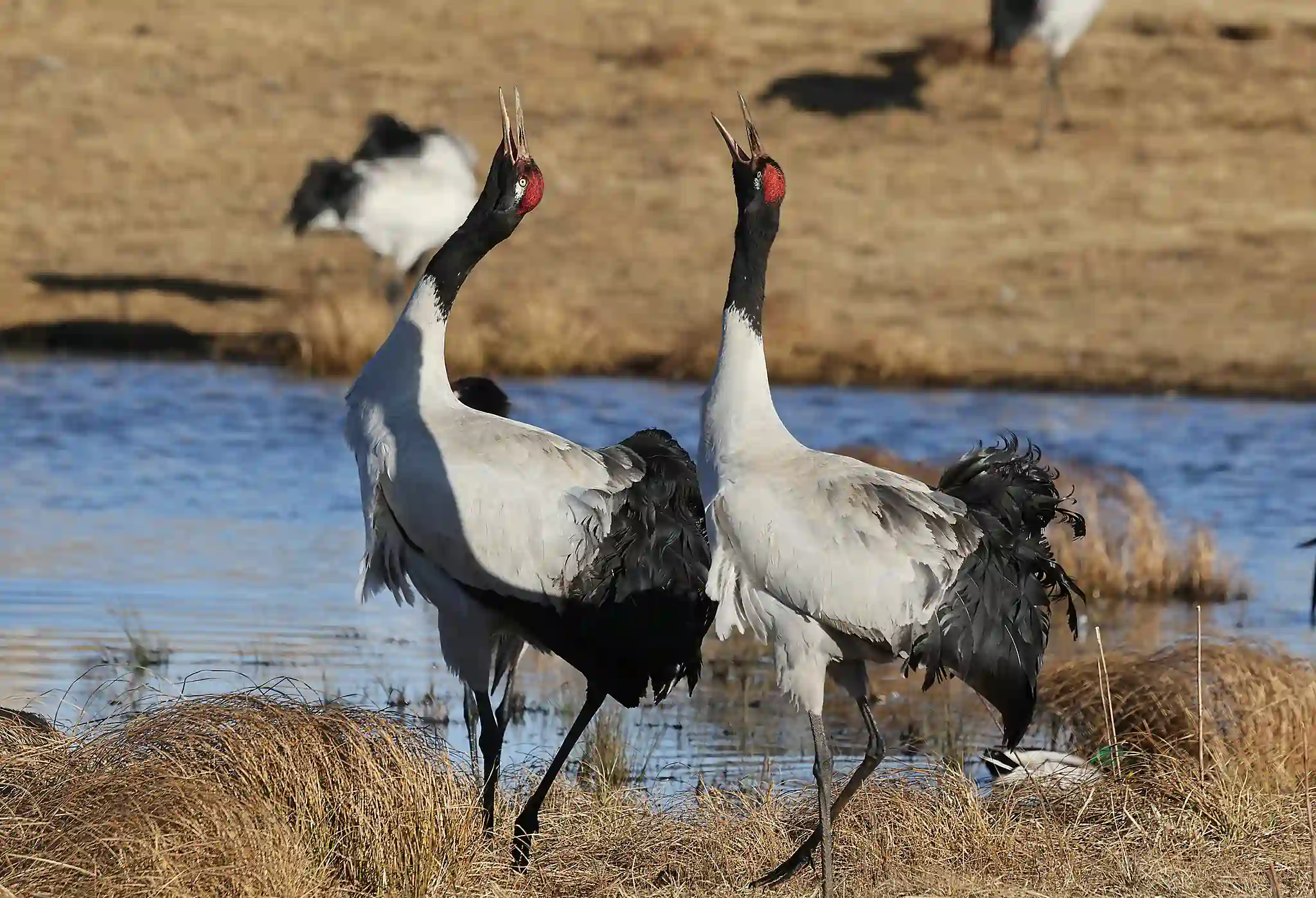 Black-necked Crane