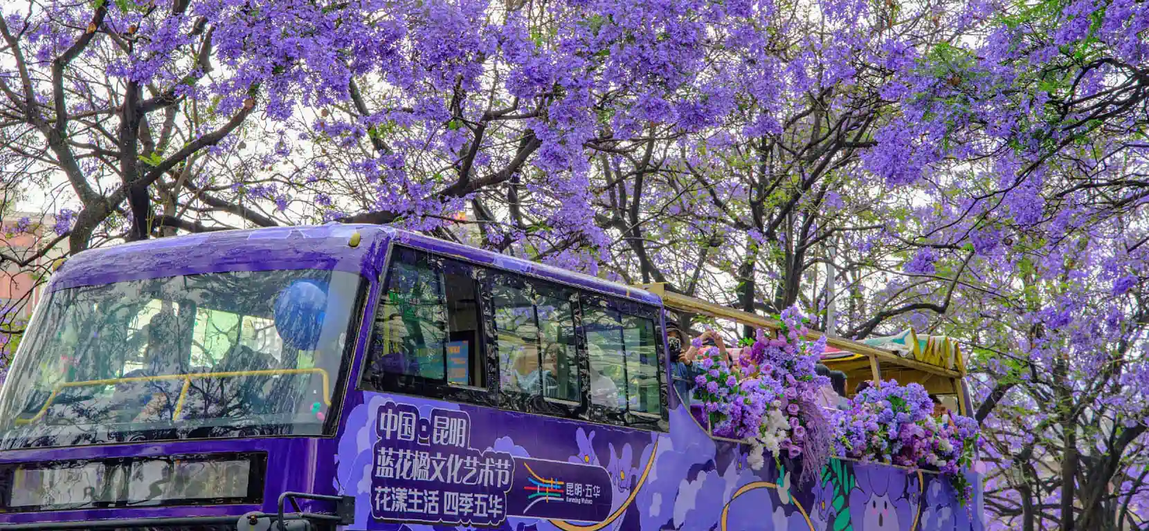 Jacaranda Blossoms in Kunming